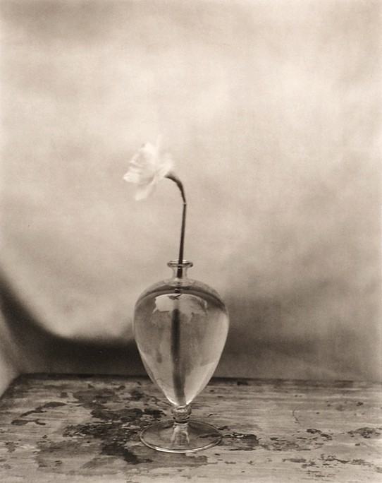 Venini Vase with Daffodil
